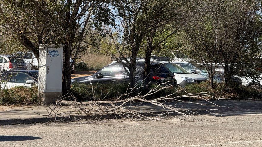 Arbre trencat a Sant Cugat del Vallès