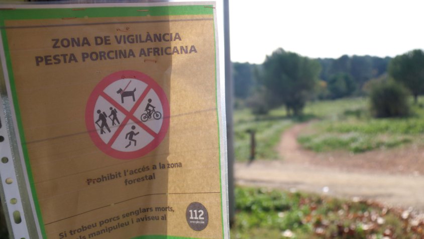 Catalunya declara la pesta porcina africana i obliga a aplicar fortes restriccions al medi natural i de lleure al Vallès
