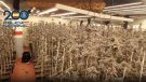 Desmantellen una xarxa criminal dedicada al cultiu intensiu de marihuana a Sant Cugat del Vallès