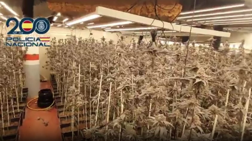 Desmantellen una xarxa criminal dedicada al cultiu intensiu de marihuana a Sant Cugat del Vallès.