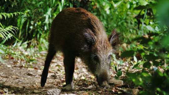 La Generalitat aixeca parcialment les restriccions d’accés al medi natural per la pesta porcina africana