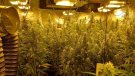 Detinguts dos homes a Terrassa per cultivar 414 plantes de marihuana a l'interior d'un pis