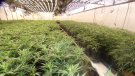 Una falsa empresa logística amagava 1.260 plantes de marihuana en una nau de Barberà del Vallès