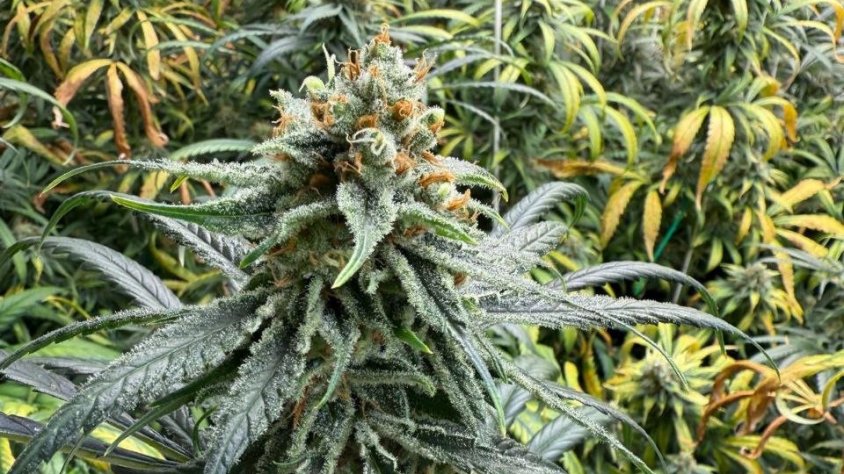 Desmantellen a Montmeló una plantació de marihuana amb més de 1.400 plantes i detenen un home de 72 anys