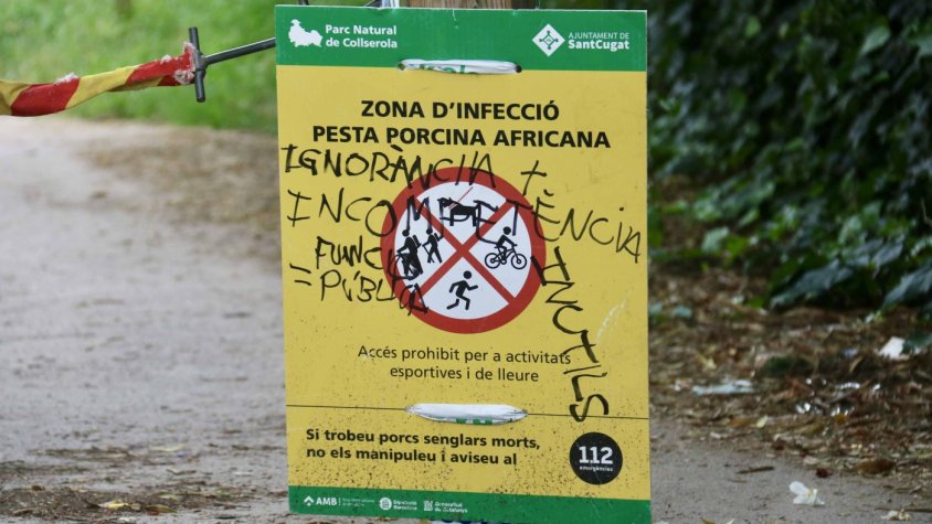 La Generalitat allarga el tancament de Collserola fins després de l’estiu per contenir la pesta porcina africana