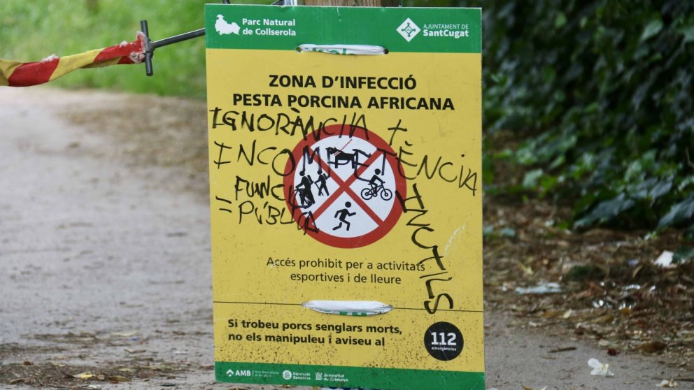 La Generalitat allarga el tancament de Collserola fins després de l’estiu per contenir la pesta porcina africana