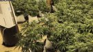 Desmantellen una plantació de marihuana amb 287 plantes a Montornès