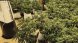 Desmantellen una plantació de marihuana amb 287 plantes a Montornès