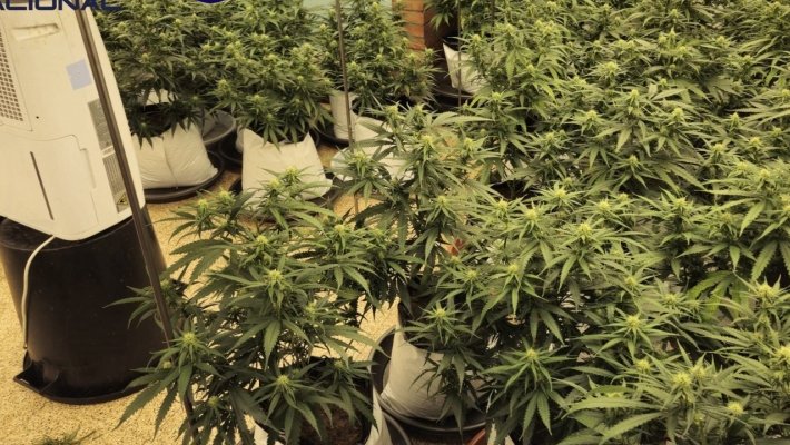 Desmantellen una plantació de marihuana amb 287 plantes a Montornès