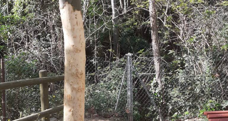 L'Ajuntament de Caldes denuncia un atac vandàlic a quatre arbres del Parc de Can Rius, un fet que provocarà la mort dels exemplars