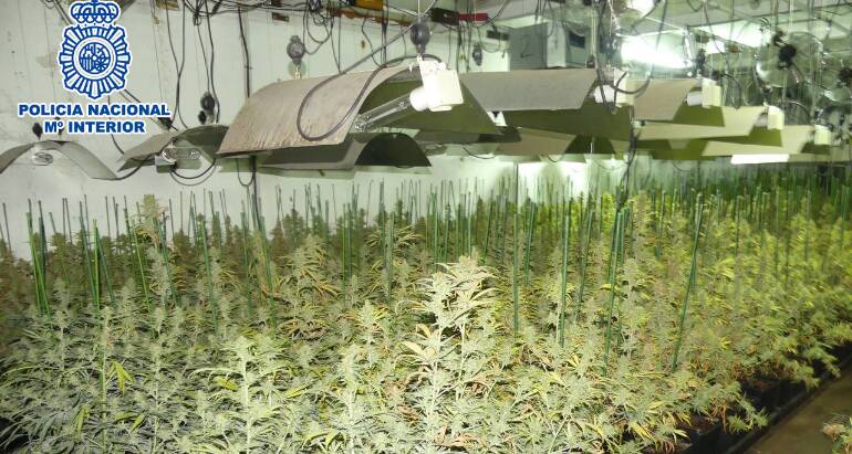 Tres detinguts en el desmantellament d'una plantació de 1.600 plantes de marihuana a Terrassa