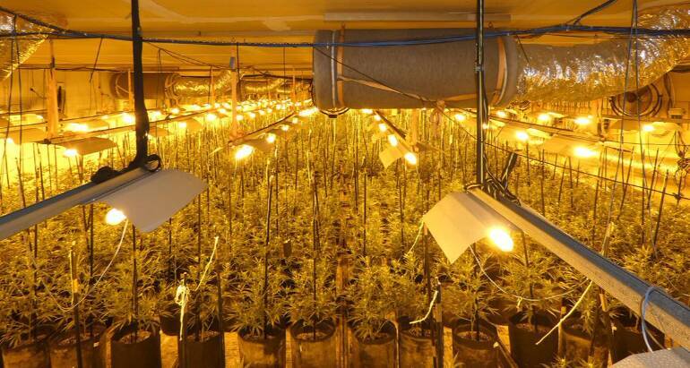 Els Mossos desmantellen un establiment a Terrassa amb 2.000 plantes de marihuana