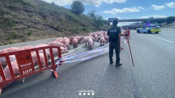 Cues de fins catorze quilòmetres per l'accident d'un camió carregat de porcs a l'AP-7 a Barberà del Vallès