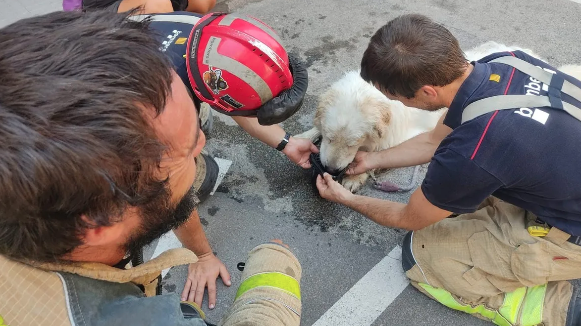 Rescaten un gos a Terrassa que portava tancat tres dies en un balcó sense aigua ni menjar