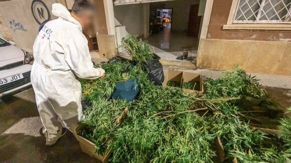 Els Mossos detenen un home a Sabadell després de trobar 9.018 plantes de marihuana