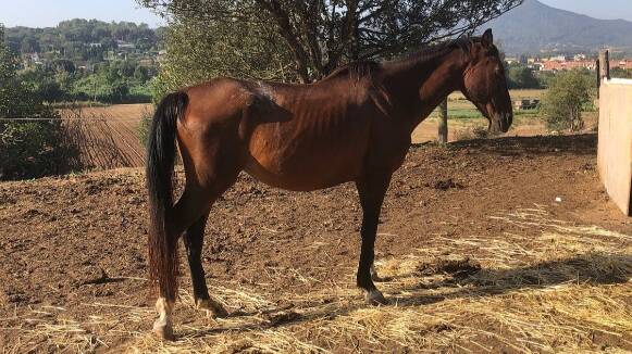 Acció Climàtica confisca 10 cavalls a Vilanova per males condicions de manteniment