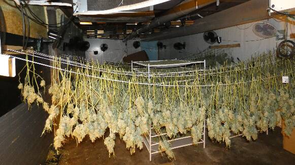 Els Mossos intervenen més de 80 quilos de marihuana en una plantació a Mollet i detenen dos homes