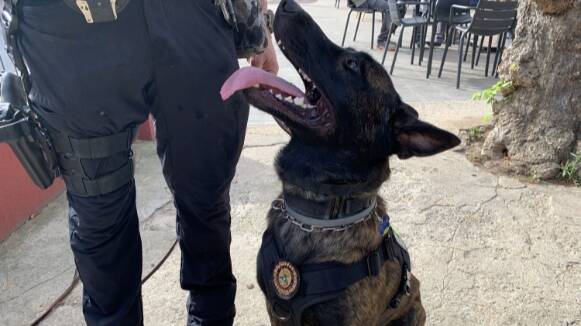 Entra en funcionament la unitat canina de la Policia Local a les Franqueses amb el servei de proximitat