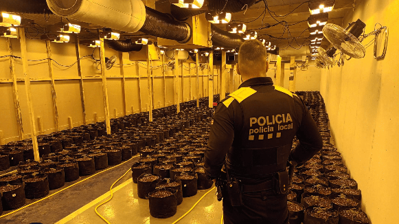 Desmantellada una plantació 1.500 plantes de marihuana en una nau industrial de Lliçà de Vall