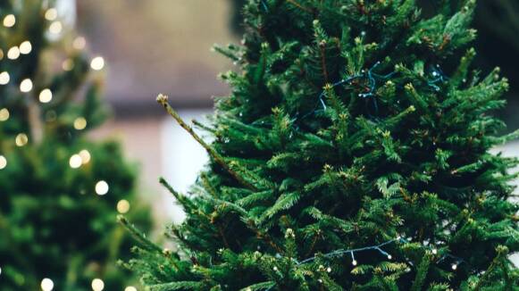 Mollet repren la campanya de recollida d'arbres i plantes de Nadal per reciclar-los