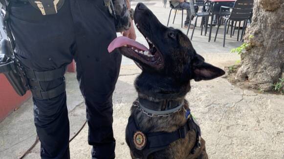 La Policia Local de les Franqueses deté un home per tinença de drogues amb l'ajut de la unitat canina