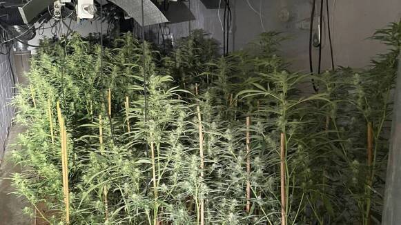 Desarticulen una plantació clandestina de més de 500 plantes de marihuana a Bigues i Riells