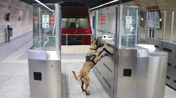 Els Mossos entrenen la unitat canina a l'antiga estació de Sabadell per demostrar la seva eficàcia en un simulacre d'operacions especials