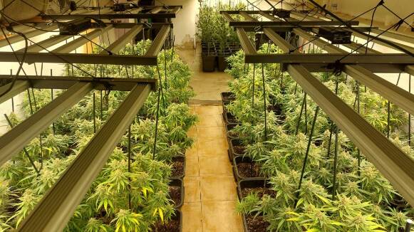 La Policia Local desmantella una plantació de 140 plantes de marihuana a Barberà del Vallès