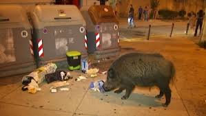 Terrassa impulsa una campanya per sensibilitzar la ciutadania sobre la presència de porcs senglars en zones urbanes