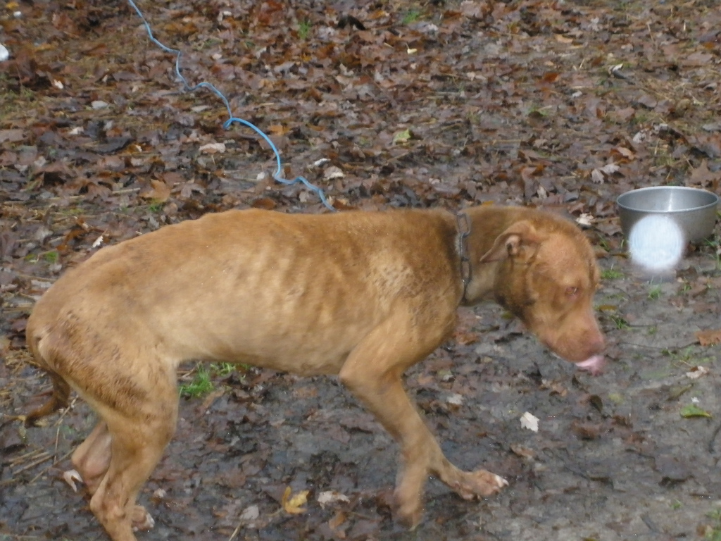 La Fundació Daina i els Mossos rescaten 39 gossos d'un caçador abandonats i desnodrits al Vallès Occidental