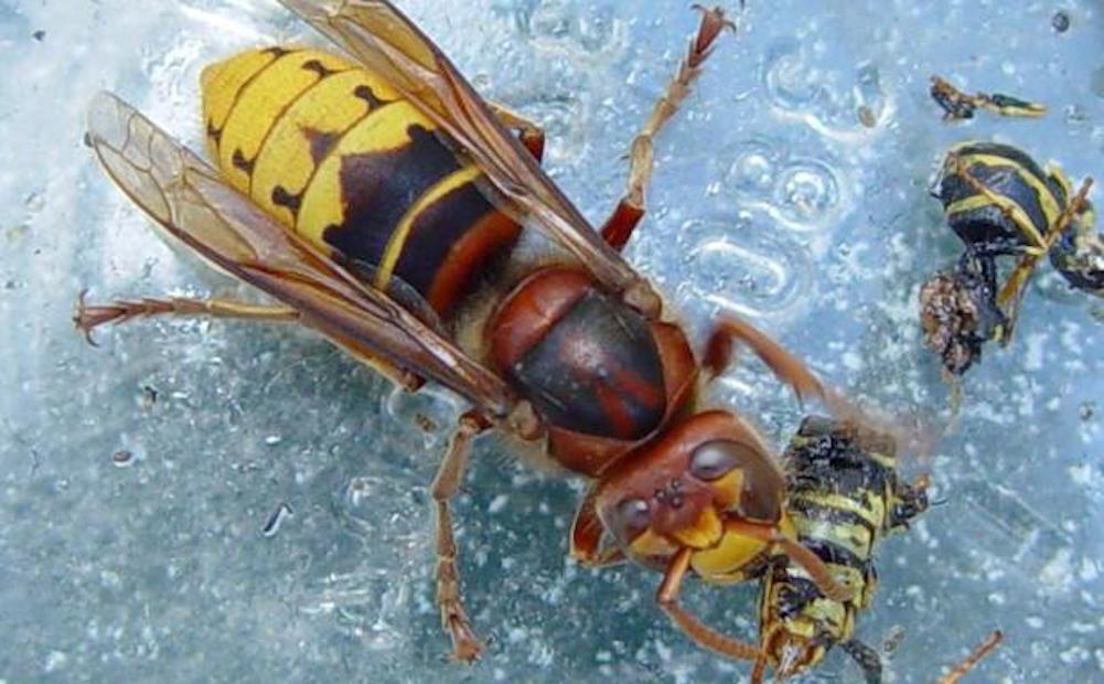 Detecten cinc nous nius de vespa asiàtica a Bigues i Riells