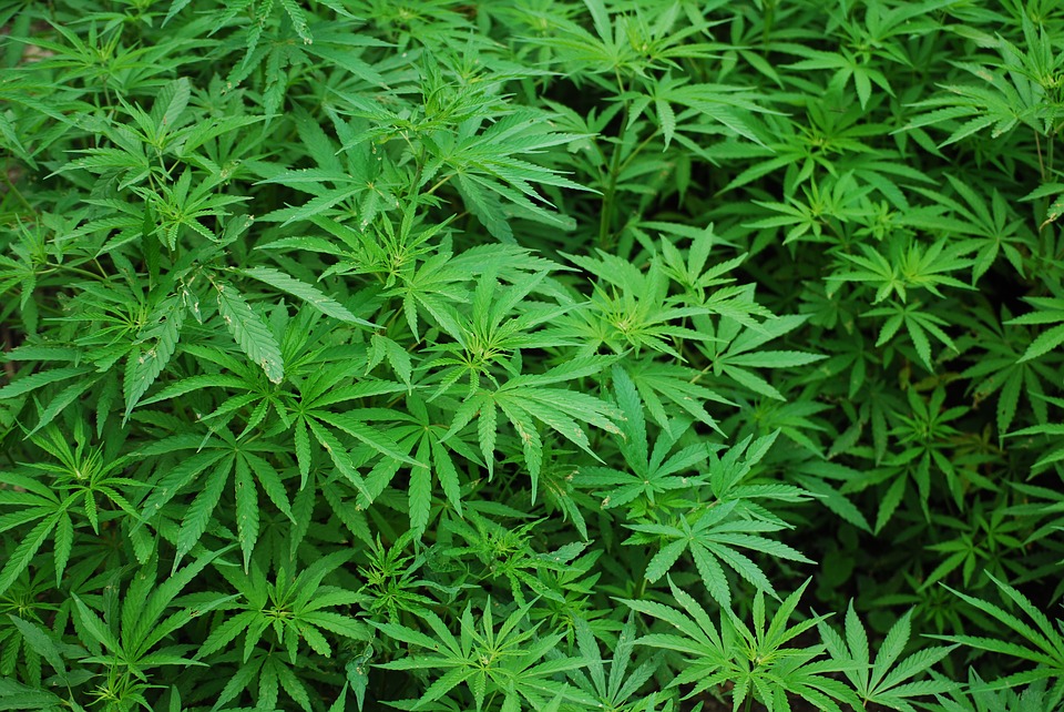 La policia espanyola desmantella una plantació amb 3.711 plantes de marihuana en una nau de Santa Perpètua de Mogoda