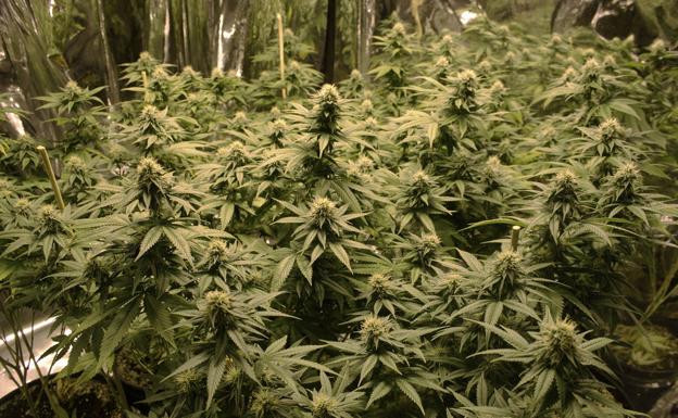 Detenen un home per cultivar més de 700 plantes de marihuana en una casa de Rofes (Anoia)