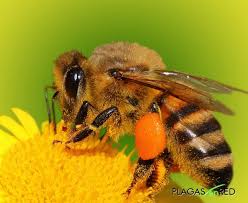 Detecten una espècie d'abella gegant de la resina provinent de l'Àsia a Catalunya