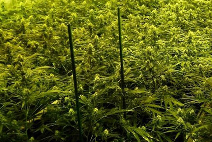 Desmantellen una instal·lació amb 900 plantes de marihuana a Vacarisses