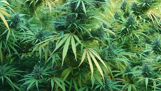 Desarticulada una organització que cultivava marihuana a València i Rubí per distribuir-la a Holanda i Dinamarca
