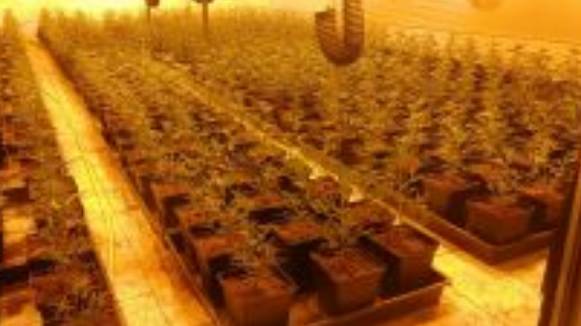 La Policia Local de Vilanova del Vallès localitza una nau amb més de mil plantes de marihuana
