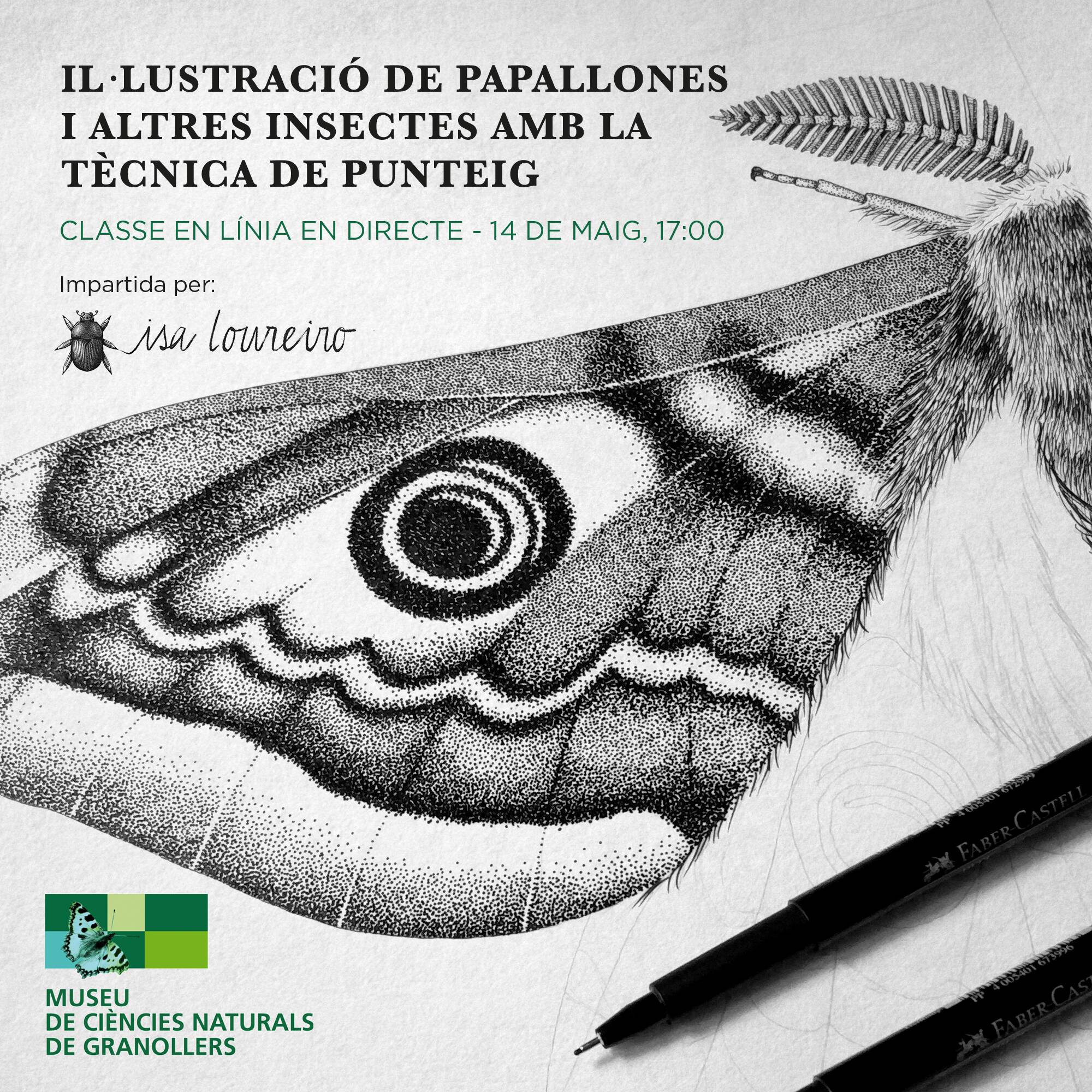 El Museu de Ciències Naturals de Granollers organitza una sessió gratuïta de dibuix de papallones i altres insectes amb la tècnica del punteig