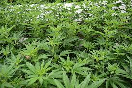 Desarticuladaa  una organització criminal que cultivava marihuana amb un sistema de control a distància a Granollers
