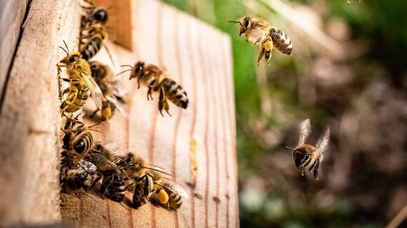 Un eixam d'abelles i un retard en la desinfecció impedeixen obrir a una escola de Terrassa i una de Lleida
