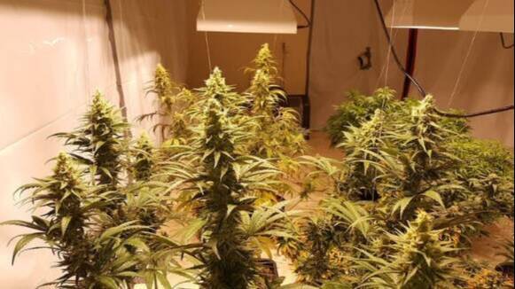 Detinguts a Montcada i Reixac i descomissades 3000 plantes de marihuana
