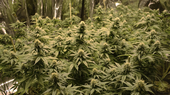 La Policia Local de Bigues i Riells desmantella una plantació de marihuana