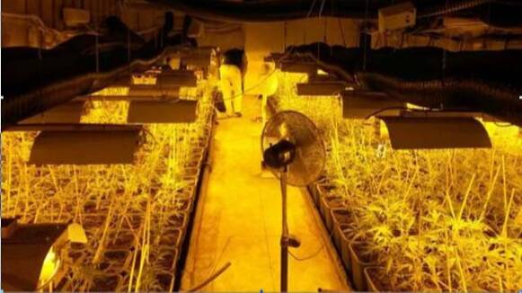 Desarticulat un grup criminal al Tarragonès dedicat al cultiu interior de marihuana