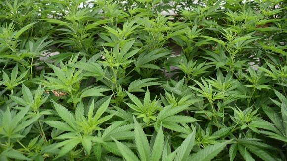 Detingudes dues persones  a Terrassa per tenir una plantació de marihuana