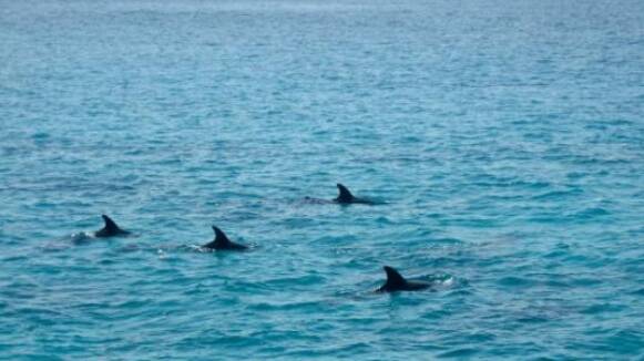 Enfonsen un dofí a Vilanova i la Geltrú per estudiar els efectes en l'ecosistema marí