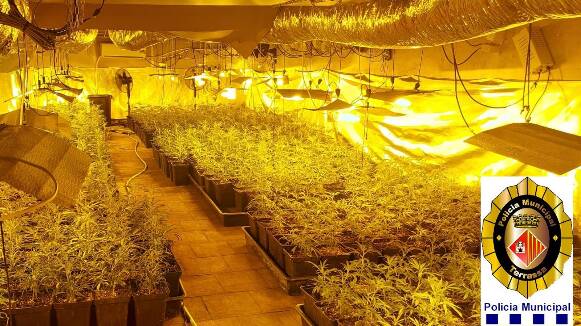 Un detingut en el desmantellament d'una plantació de marihuana amb un miler d'exemplars a Terrassa