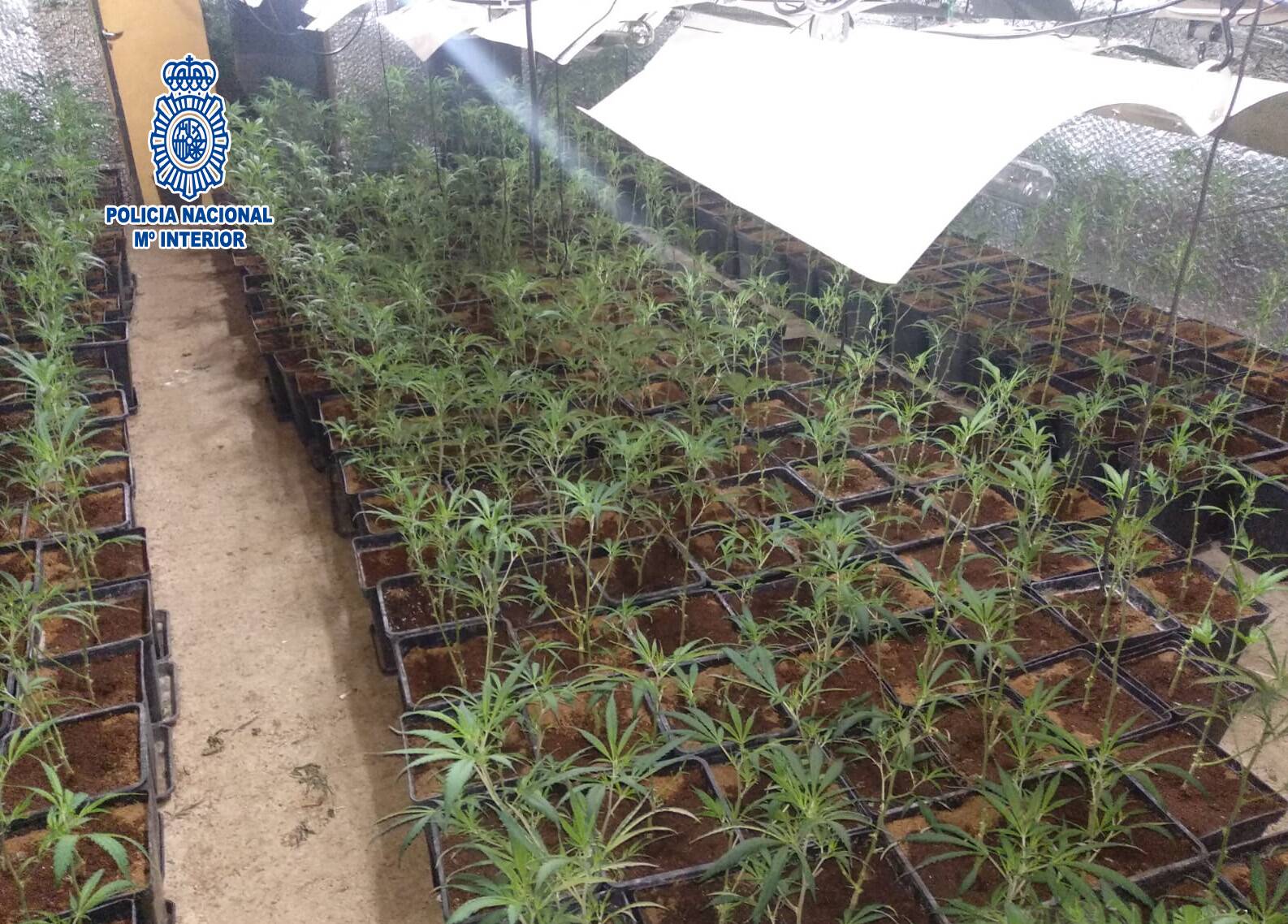Desmantellades tres plantacions de marihuana en una setmana al Vallès Occidental