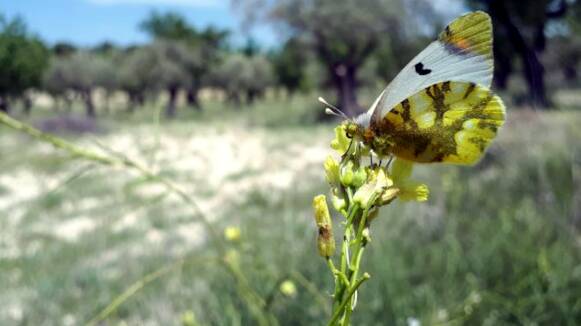Ponent té exemplars de la papallona aurora dels guarets, vista per últim cop a Catalunya el 2007