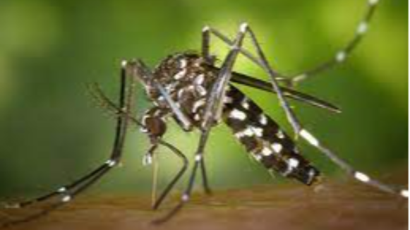 'Al mosquit tigre, ni una gota d'aigua', alerten des de l'Ajuntament de Bigues i Riells