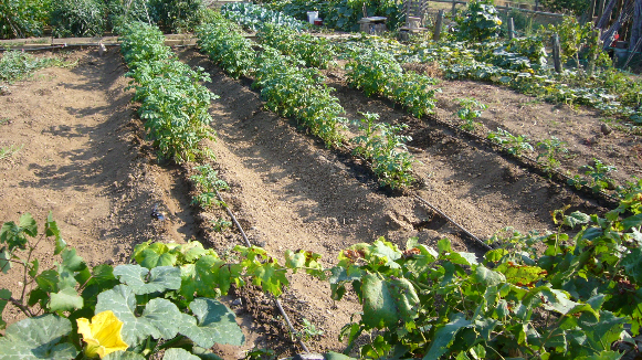 Diferents grups de consum agroecològic de Granollers s’han trobat a l’hort de La Magrana